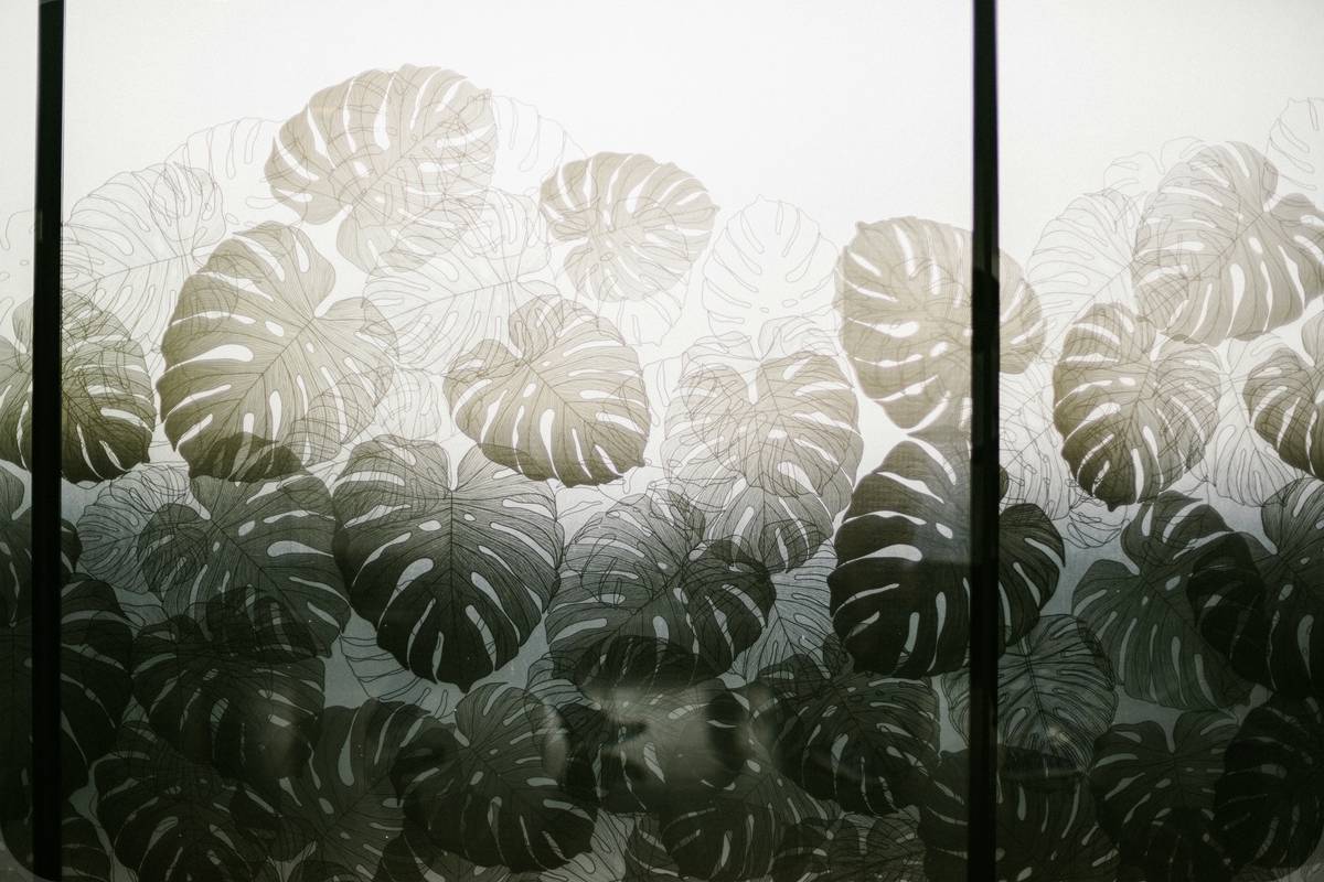 Monstera Deliciosa wallpaper in a defused window