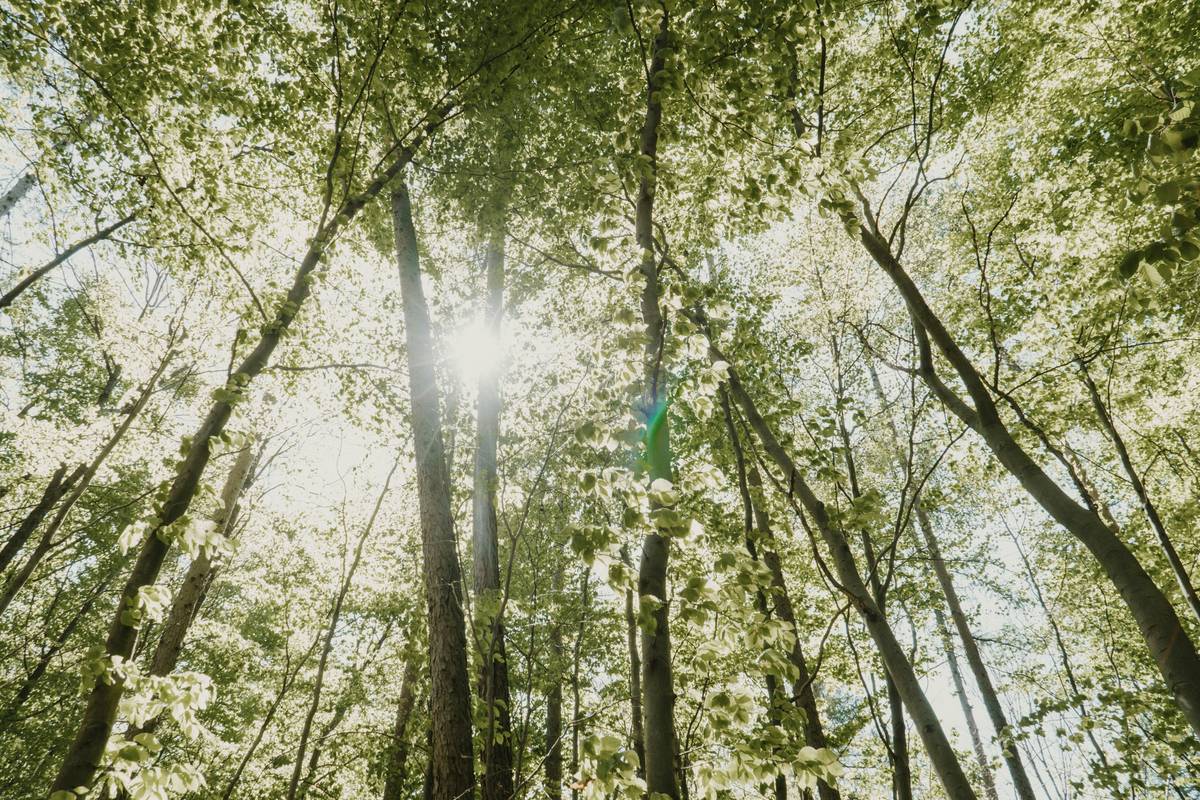 the sun shines through the trees in the forest